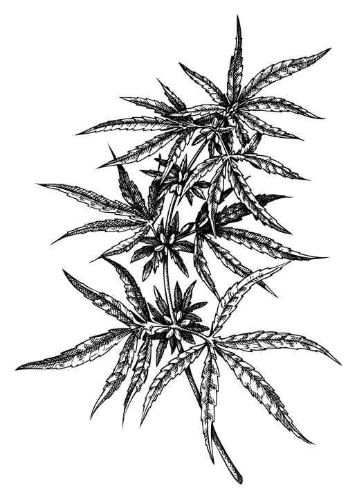 Hand sketched hemp illustrations. Vintage medicinal plant drawing. Cannabis botanical drawing in engraved style.